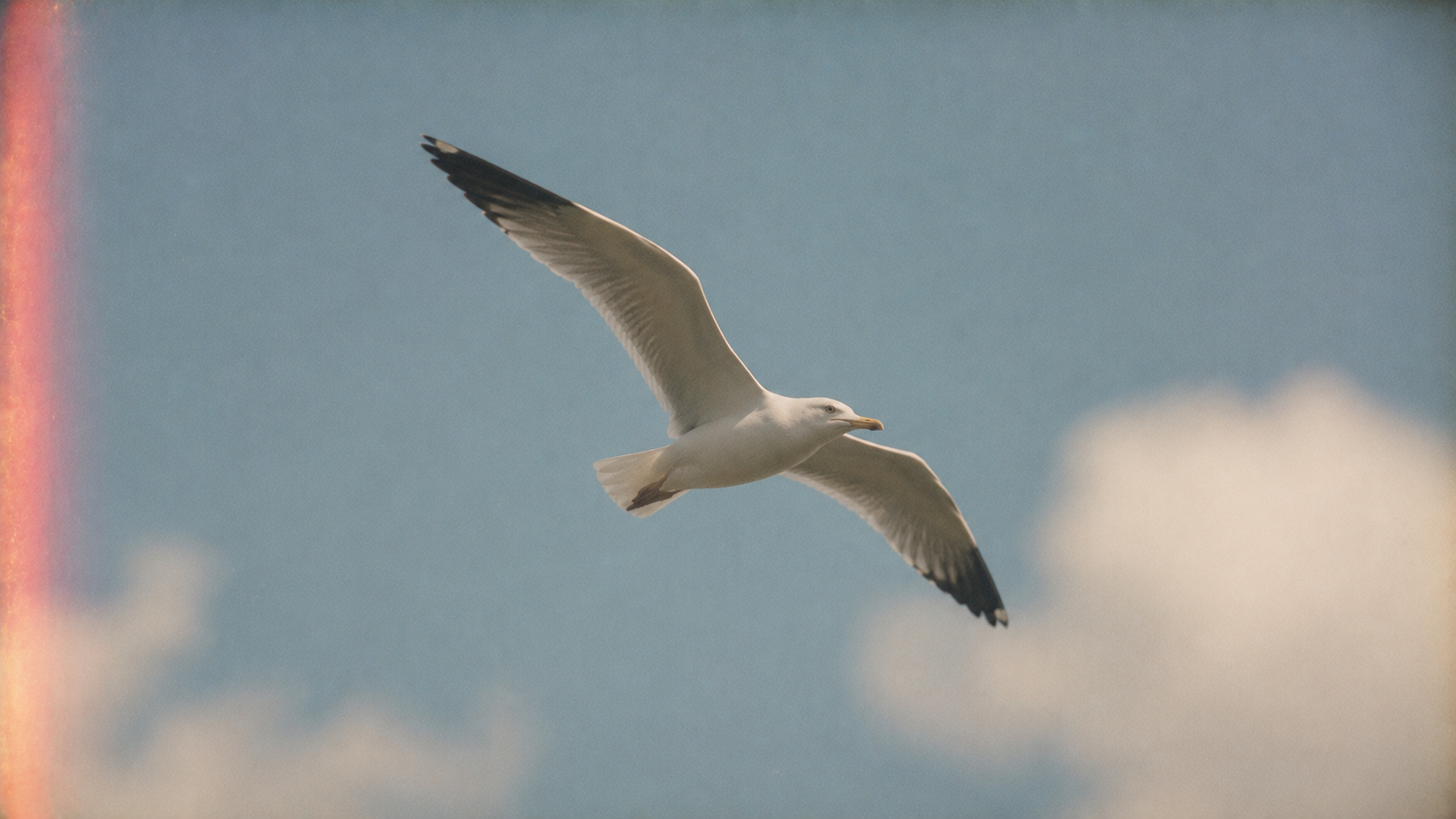 Bird in flight
